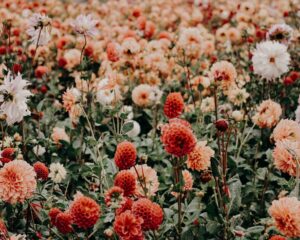 Rośliny ozdobne na balkon i taras – jakie gatunki wybrać dla różnych warunków?